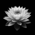 Black and white lotus flower symbolizing purity, calmness, and serenity